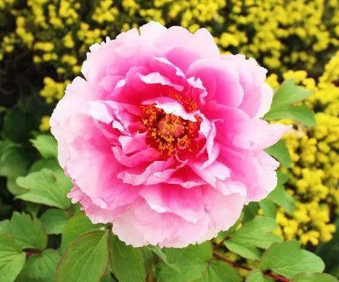 牡丹什么时候种植，哪些养护管理措施