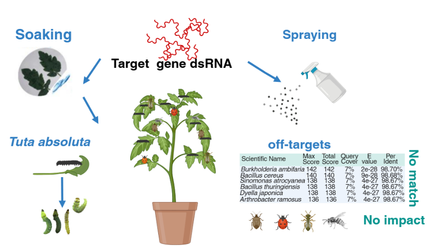 农科院植保所发现番茄潜叶蛾高效安全RNAi靶标，防控效果显著