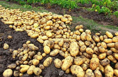 全国农技中心预测2026年马铃薯晚疫病防控形势