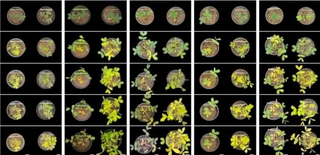 张新友院士团队利用引导编辑技术创制出抗除草剂花生种质