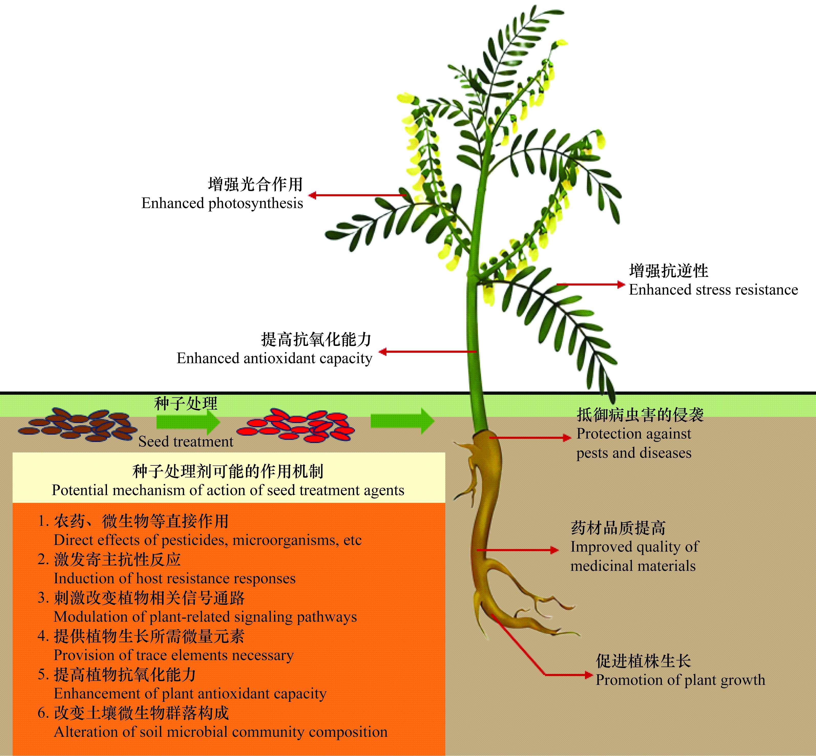 中药材种子处理剂农药登记现状及应用